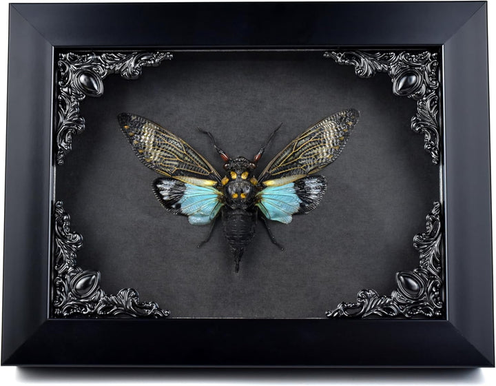 Zikade Blaue Flügel Insekt in Gothic Shadow Box Frame |Gothic Taxidermy | Hexe &amp; Zauberer Dekoration