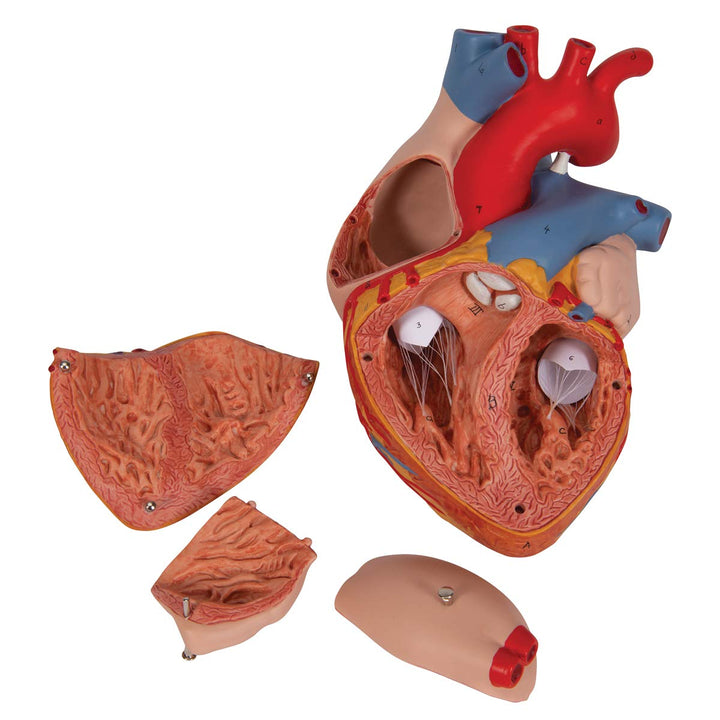 3B Scientific Menschliche Anatomie - Herzmodell, 2-fache Grösse, 4-teilig + kostenlose Anatomie App