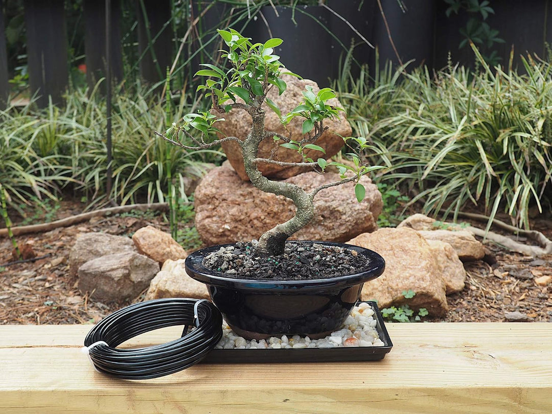 Grow A Bonsai Tree Eloxiertes Aluminium 3,0mm Bonsai Draht 250g grosse Rolle (40 Feet) - (3,0mm, Sch