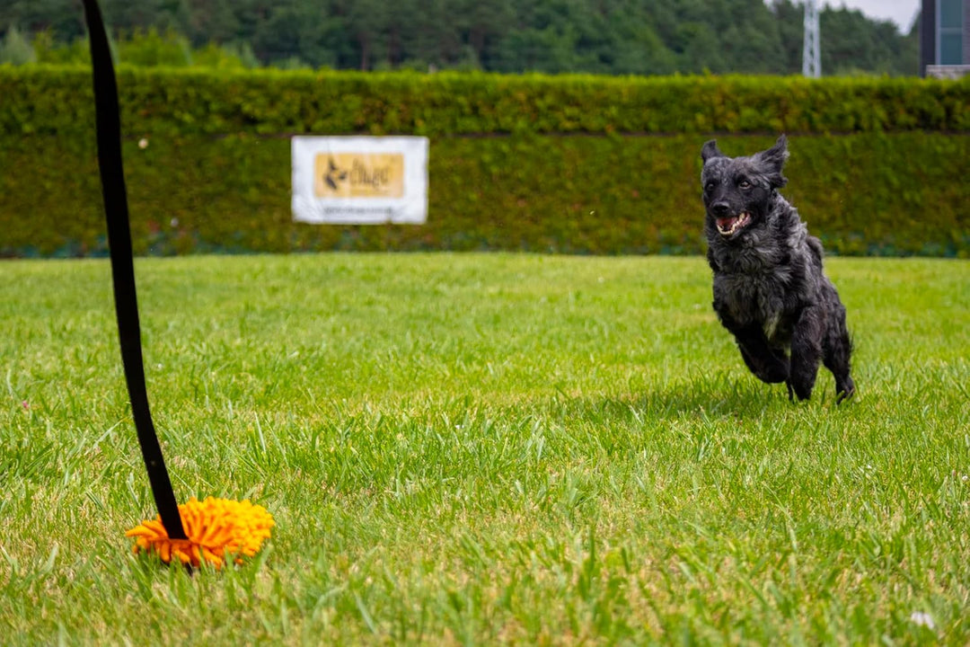 Dingo Mop auf länge Band 130 cm Agility Apporte Motivation Spiel mit Hund Zerrspielzeuge Training pe