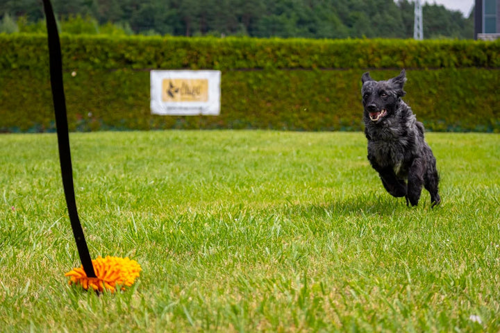 Dingo Mop auf länge Band 130 cm Agility Apporte Motivation Spiel mit Hund Zerrspielzeuge Training pe