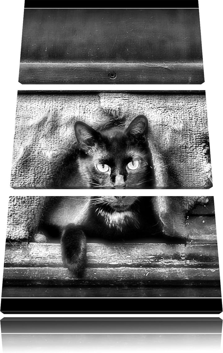 Pixxprint Katze als Leinwandbild | Grösse: 3 Teilig (120x80) | Wandbild| Kunstdruck | fertig bespann