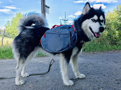 iEnergy™ MAE Hunderucksack - 2in1 Geschirr und Abnehmbarer Rucksack für Hunde - Wetterfest und inklu