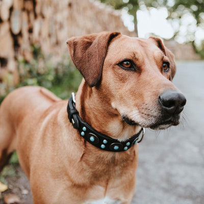 HUNTER SIOUX Hundehalsband, Leder, indianischer Stil, mit Schmucksteinen, 50 (S-M), schwarz schwarz