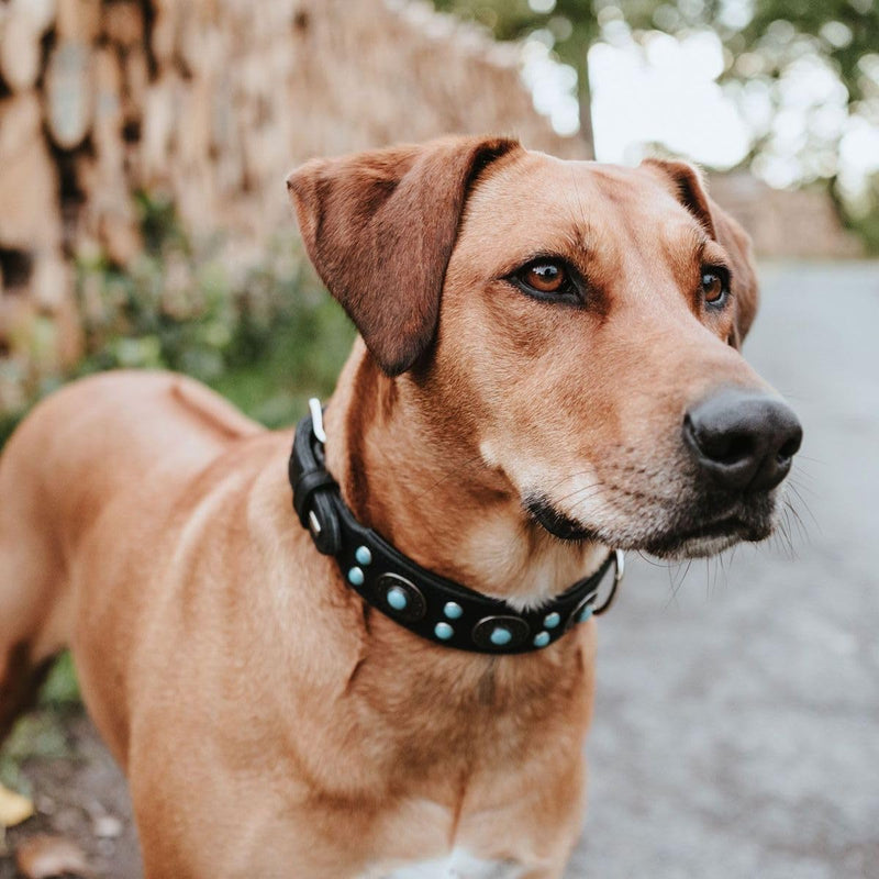 HUNTER SIOUX Hundehalsband, Leder, indianischer Stil, mit Schmucksteinen, 55 (M), schwarz schwarz 55