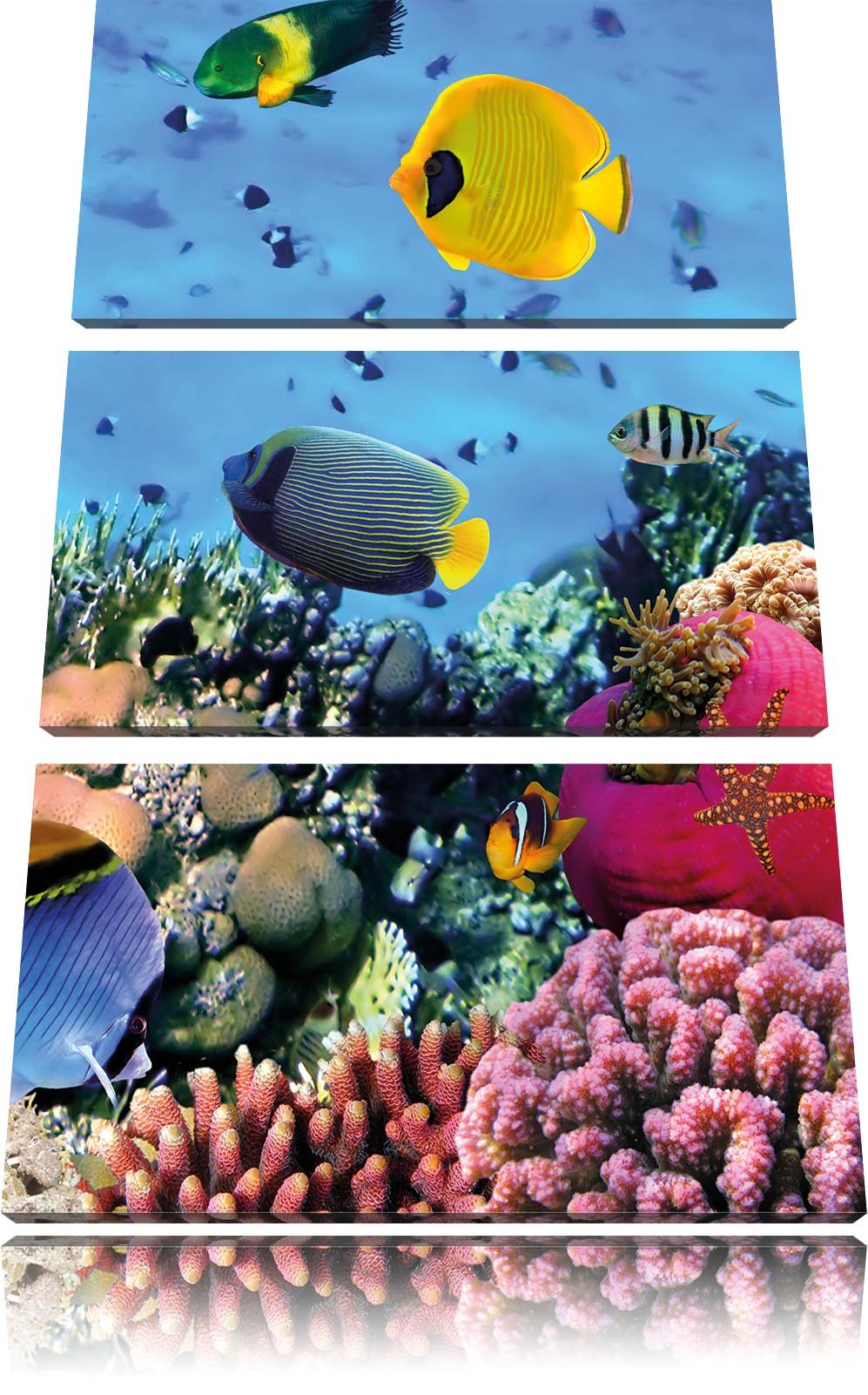 Pixxprint Fische im Korallenriff als Leinwandbild/Grösse: 3 Teilig (120x80) cm/Wandbild/Kunstdruck/f