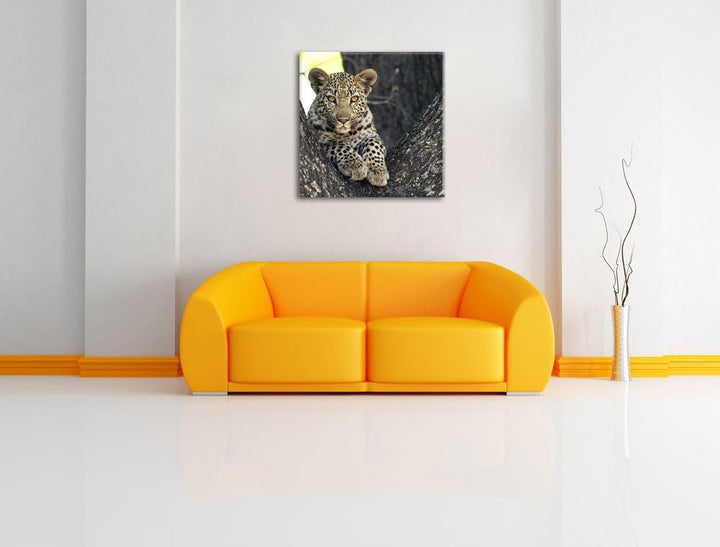 Pixxprint Leopardenbaby, Format: 70x70 auf Leinwand, XXL riesige Bilder fertig gerahmt mit Keilrahme