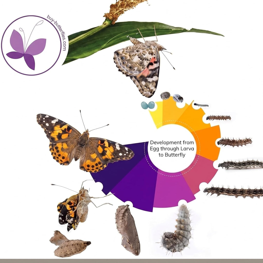 Schmetterlingszucht-Set für Kinder | Ca. 14 Raupen + grossem Habitat (40x40x60 cm) | GRATIS E-Book +