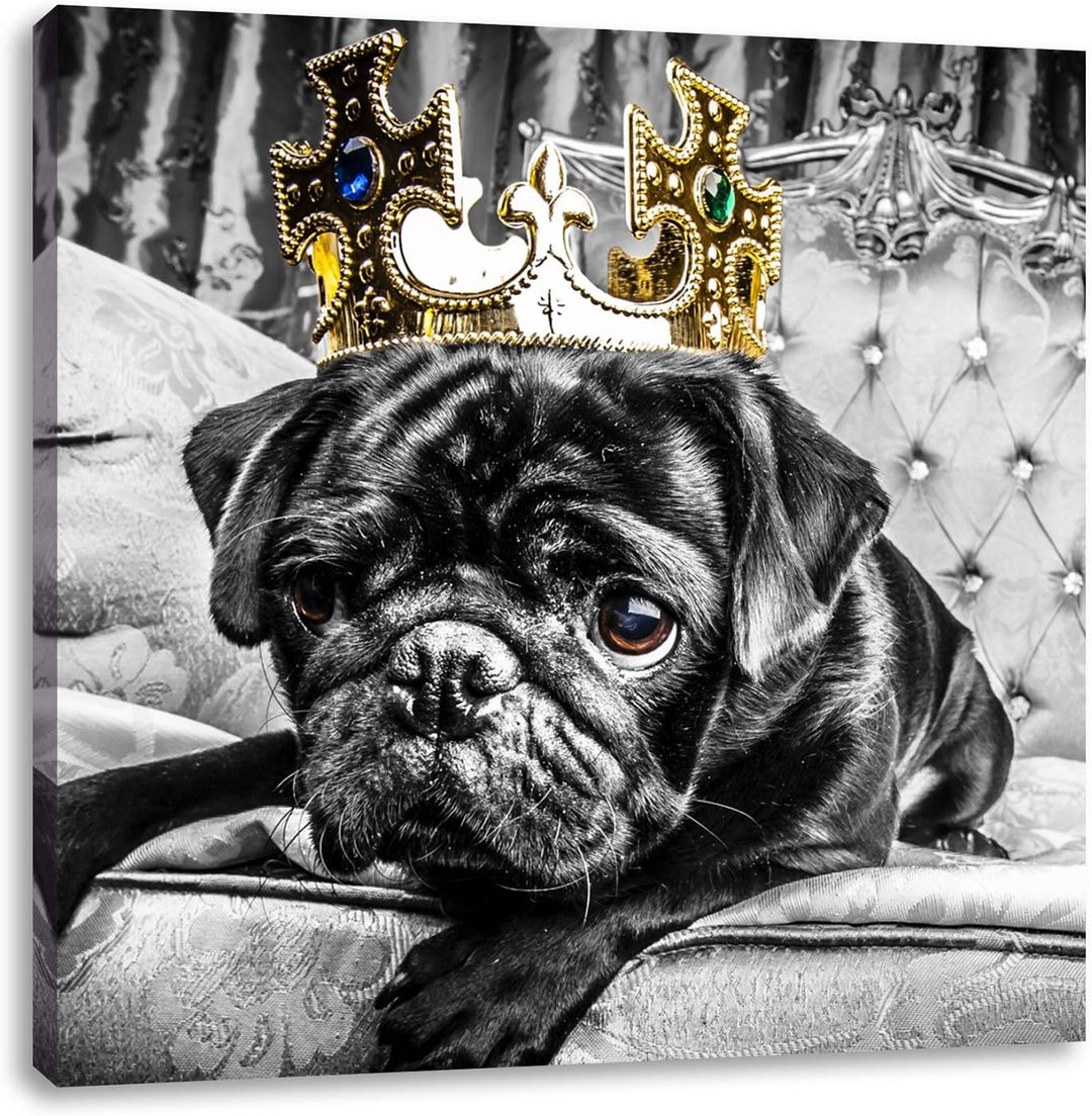 Pixxprint Mops mit Krone auf Thron als Leinwandbild/Grösse: 70x70 cm/Wandbild/Kunstdruck/fertig besp