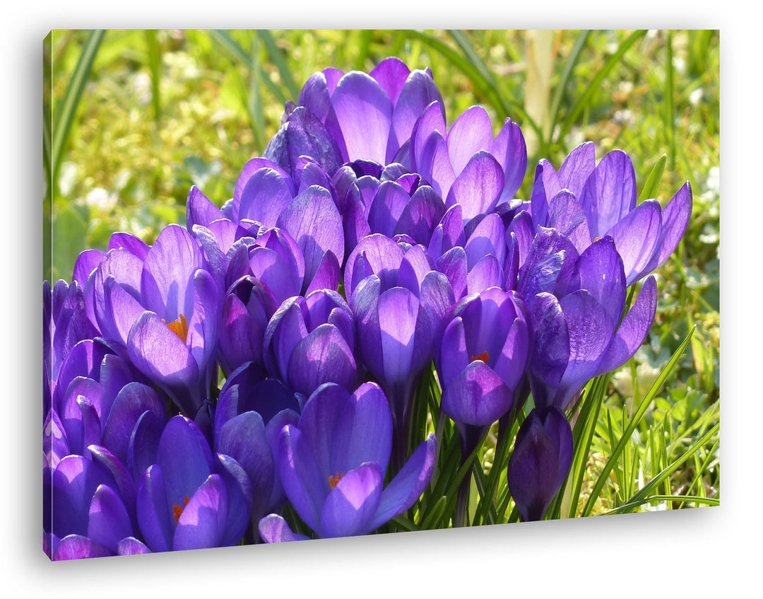 deyoli violette Krokusse im Frühling Format: 80x60 als Leinwandbild, Motiv fertig gerahmt auf Echtho