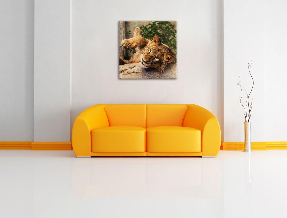 verspielter kleiner Löwe, Format: 70x70 auf Leinwand, XXL riesige Bilder fertig gerahmt mit Keilrahm