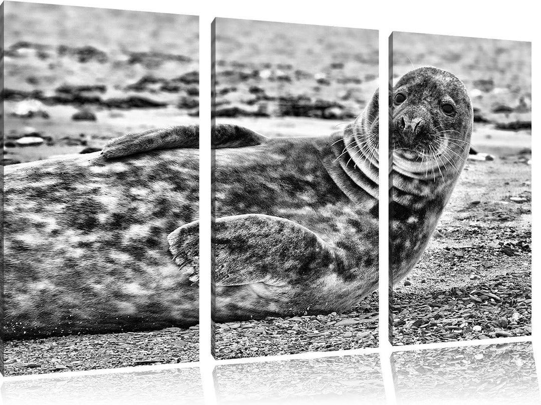 Pixxprint Robbe an Kiesstrand als Leinwandbild/Grösse: 3 Teilig (120x80) cm/Wandbild/Kunstdruck/fert