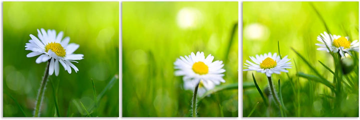 Feeby. Leinwandbild, Bilder, Wand Bild - 3 Teile - Panoramabild, Wandbilder, Kunstdruck 150x50 cm, G