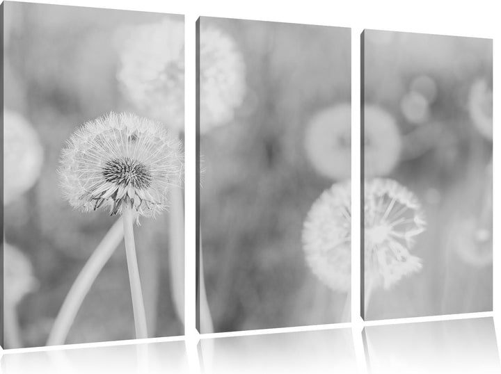 Pixxprint Romantische Pusteblumen Schwarz/Weiss 3-Teiler Leinwandbild 120x80 Bild auf Leinwand