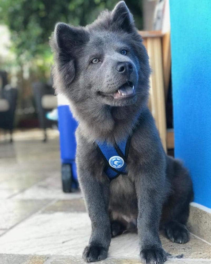 Gooby - Comfort X Step-In-Hundegeschirr, Würgefrei, mit Mikro-Wildlederbesatz und patentiertem X-Rah