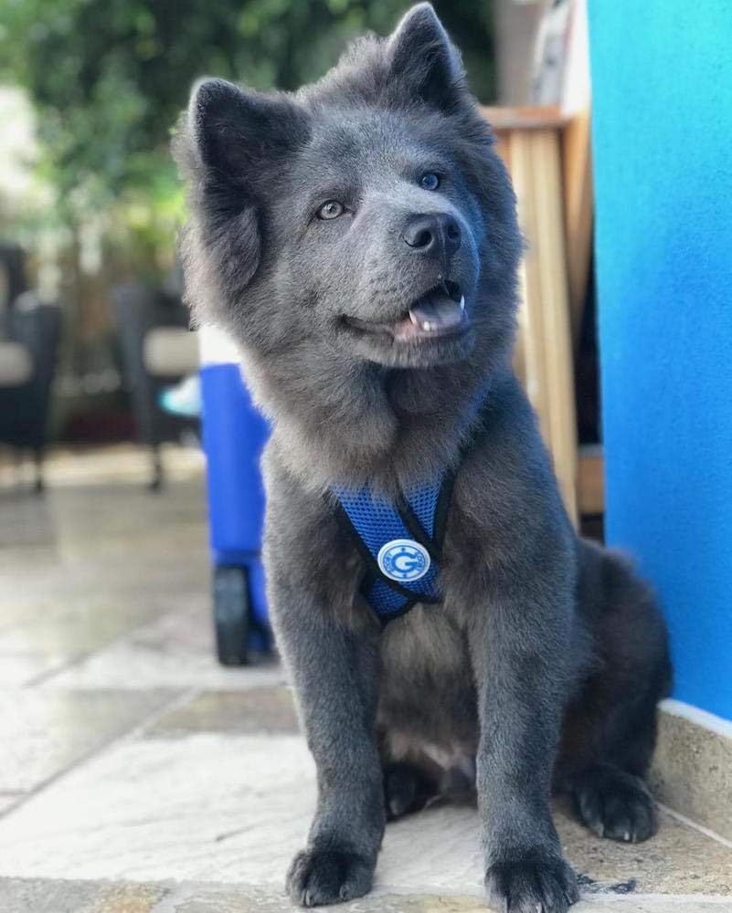 Gooby - Comfort X Step-In Hundegeschirr, erstickungsfrei, kleines Hundegeschirr mit Mikro-Wildlederb