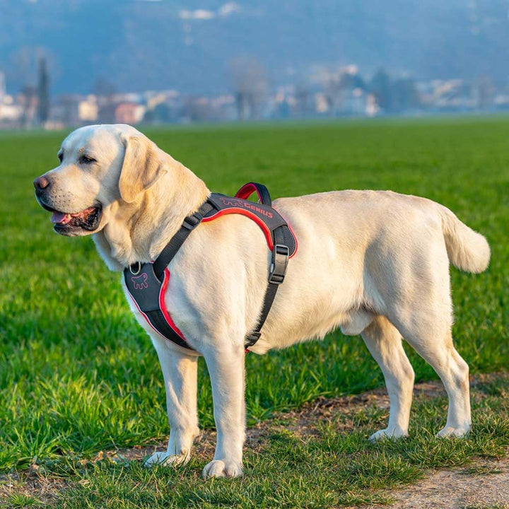Ferplast Hundegeschirr grosse Hunde Genius Reflektierend, Atmungsaktiv, Einstellbar, Schnellverschlu