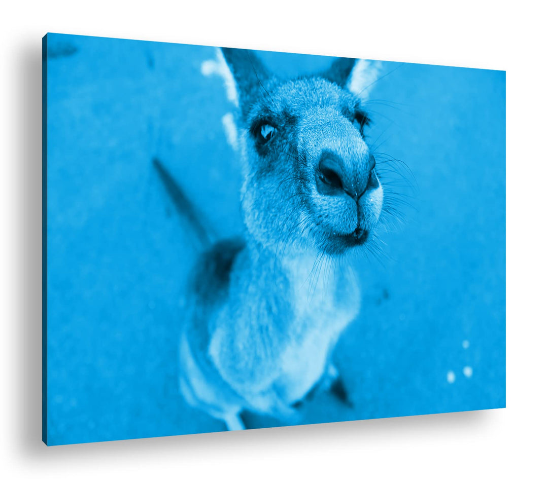 deyoli niedliches Känguru Format 80x60 Effekt: Monocrome Blau als Leinwandbild, Motiv fertig gerahmt