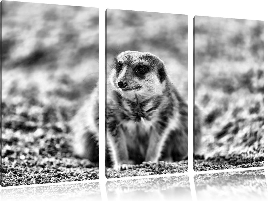 Pixxprint schüchternes Erdmännchen als Leinwandbild | Grösse: 3 Teilig (120x80) | Wandbild| Kunstdru