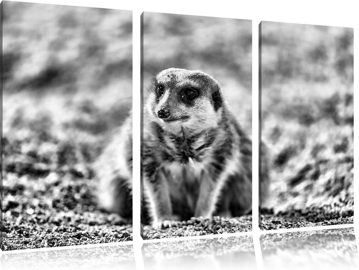 Pixxprint schüchternes Erdmännchen als Leinwandbild | Grösse: 3 Teilig (120x80) | Wandbild| Kunstdru