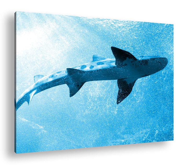 deyoli grosser Hai im Aquarium Format 80x60 Effekt: Monocrome Blau als Leinwandbild, Motiv fertig ge