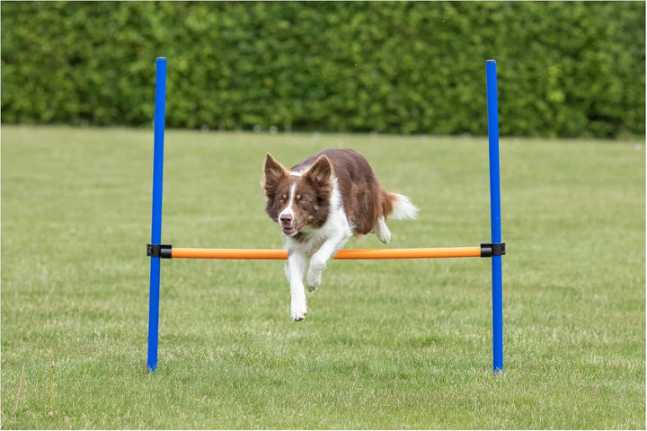 Trixie 3207 Dog Activity Agility Hürde, 123 × 115 × ø 3 cm, blau/orange