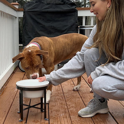 BestVida Erhöhter Hundenapf, Erhöhter Einzelnapfständer, Hundefutterstation mit 1x2400ml Steingutnap