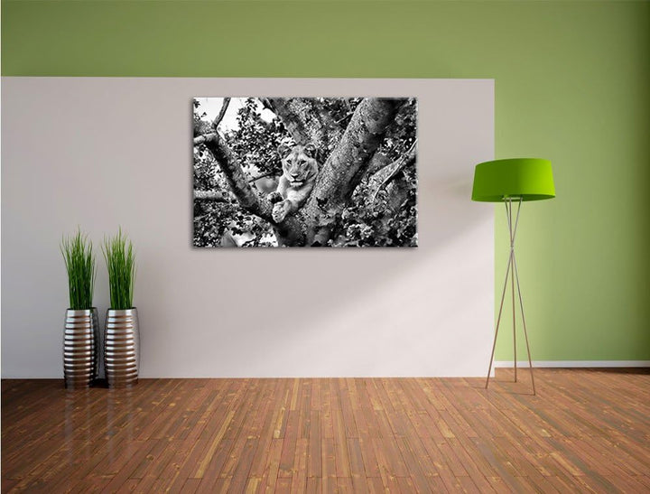 Pixxprint schöne Löwin auf Baum als Leinwandbild/Grösse: 100x70 / Wandbild/Kunstdruck/fertig bespann