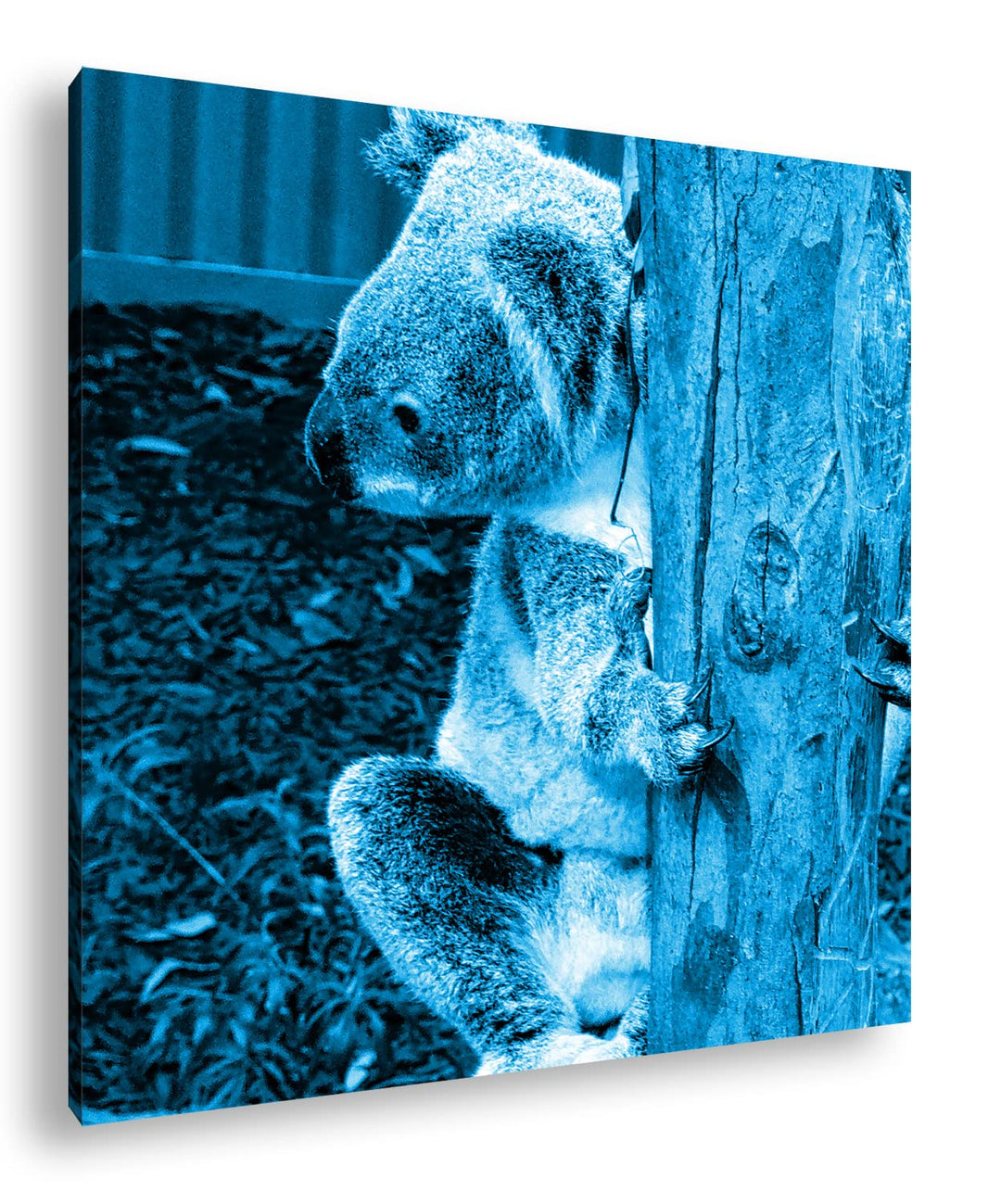 deyoli niedlicher Koala in Australien Format: 60x60 Effekt: Monocrome Blau als Leinwandbild, Motiv f