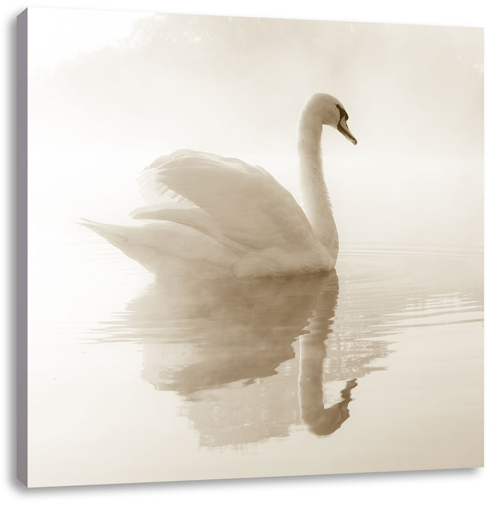 Pixxprint weisser Schwan im Morgennebel, Format: 70x70 auf Leinwand, 70x70