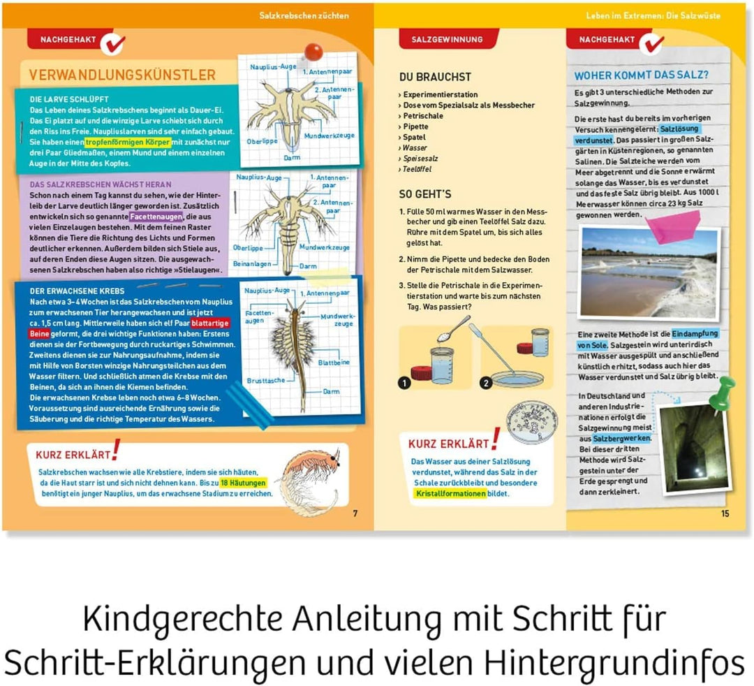 Kosmos 633264 Salzkrebse - Überlebenskünstler in der Wüste. Zucht- und Experimentierstation für Urze