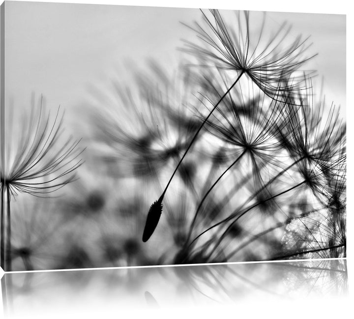 Pixxprint Monocrome, Pusteblumen mit Tautropfen, Format: 100x70 auf Leinwand, riesige Bilder fertig