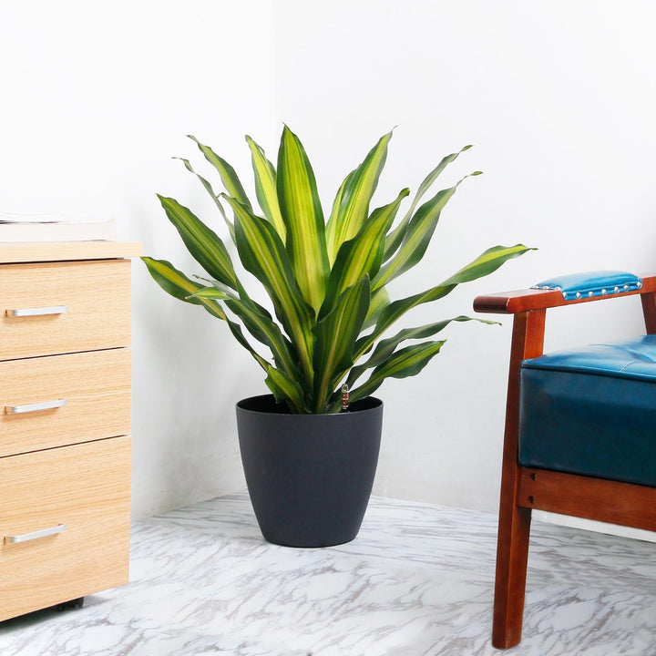T4U 22cm Selbstwässernder Blumentopf mit Wasseranzeiger Schwarz 4er-Set, Selbstbewässerung Wasserspe