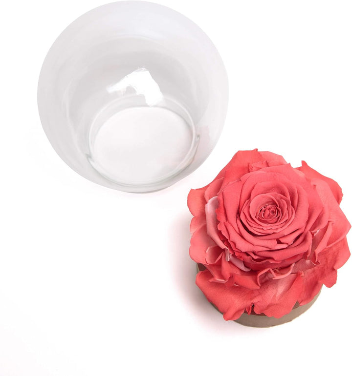 ROSEMARIE SCHULZ Heidelberg Infinity Rose im Glas die Schöne und das Biest echte lanlebige Rose mit