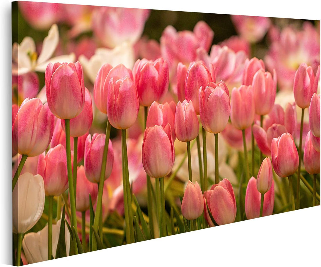islandburner Bild auf Leinwand Rosa Tulpen Feld Bilder Wandbilder Poster 80L x 40B cm, 80L x 40B cm