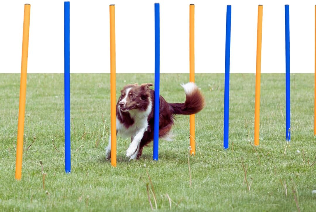 Trixie Agility Slalom, 12 Stangen, 115×ø 3 cm