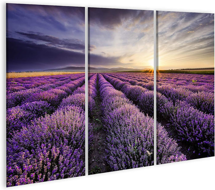 islandburner Bild auf Leinwand Lavendel Sonnenaufgang Dramatische Wolken Über Feld Bilder Wandbilder