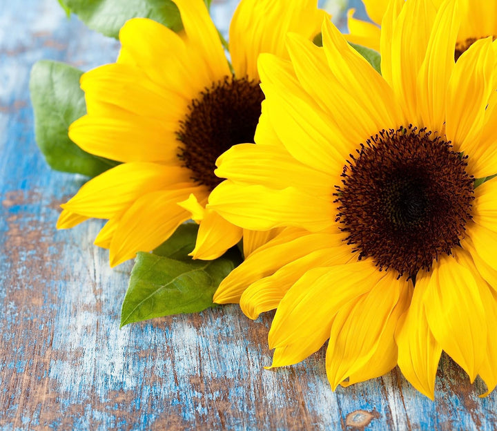 Sonnenblumen auf Holztisch Herdabdeckplatte & Spritzschutz aus Echtglas | Für Herd-Kochfelder | 60x5