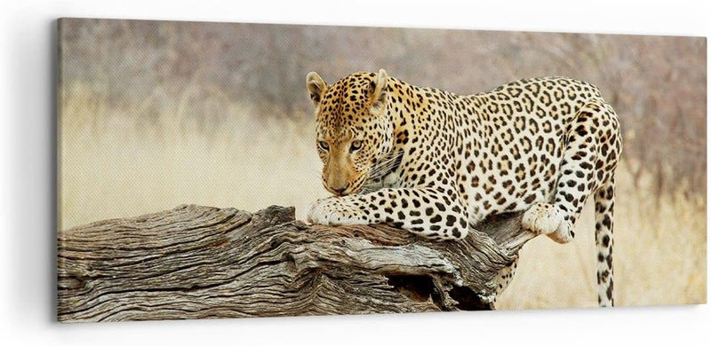 Wandbilder Dekoration Wohnzimmer Afrika Leopard Katze Safari Panorama Bilder auf Leinwand 120x50cm L