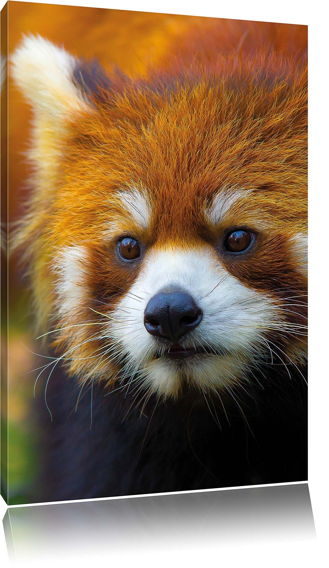 Roter Pandabär auf Ast, Format: 100x70 auf Leinwand, XXL riesige Bilder fertig gerahmt mit Keilrahme