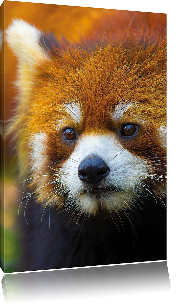 Roter Pandabär auf Ast, Format: 100x70 auf Leinwand, XXL riesige Bilder fertig gerahmt mit Keilrahme