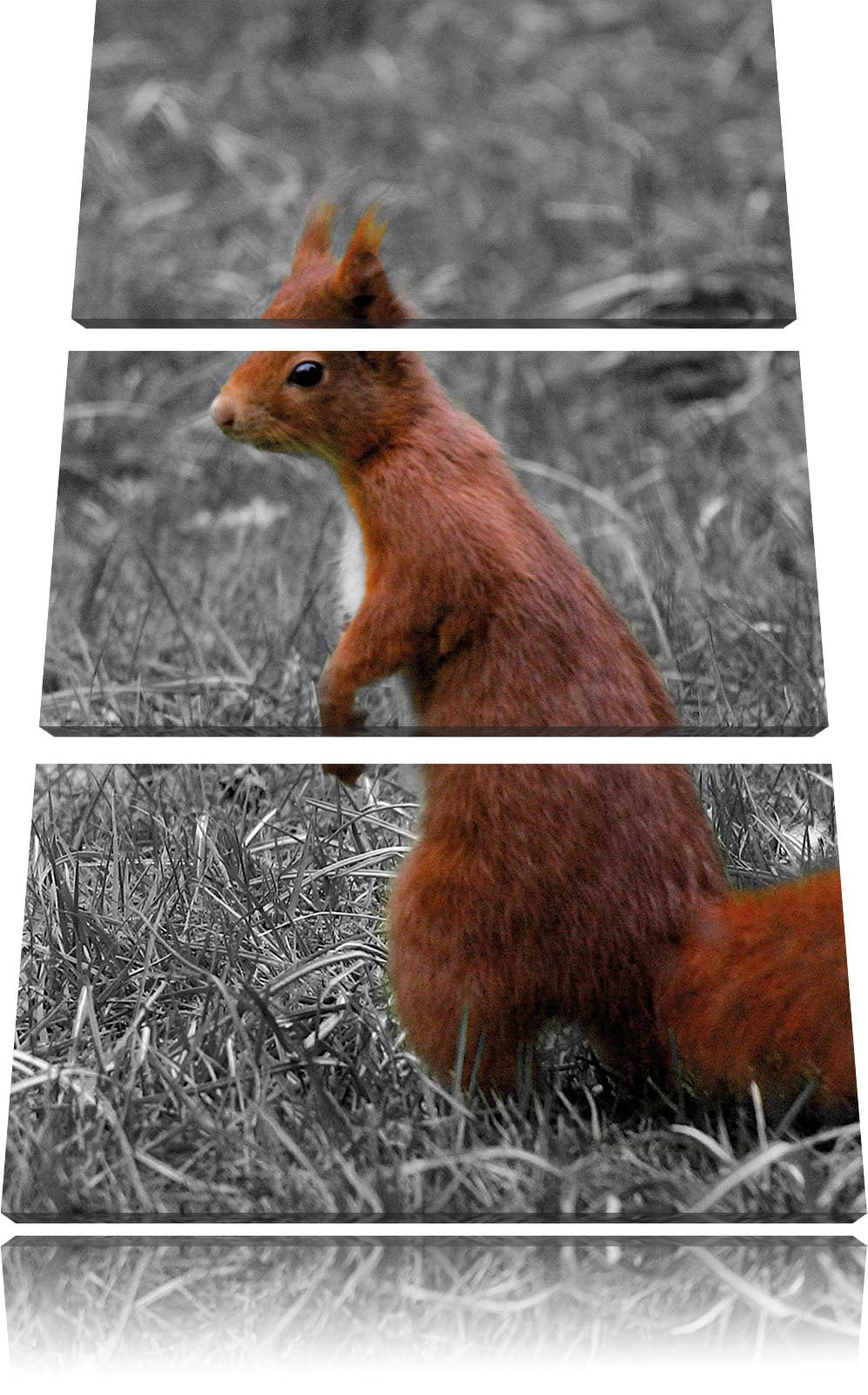 Pixxprint kleines Eichhörnchen auf Waldboden schwarz/weiss 3-Teiler Leinwandbild 120x80 Bild auf Lei