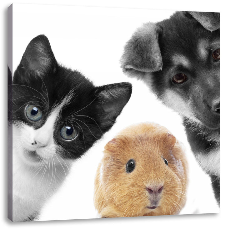 Pixxprint Trio Hund Katze Meerschweinchen als Leinwandbild Quadratisch/Grösse: 70x70 / Wandbild/Kuns