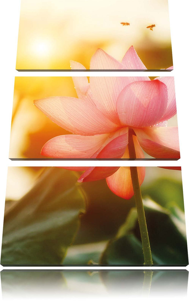 Pixxprint Lotus im Abendlicht als Leinwandbild | Grösse: 3 Teilig (120x80) | Wandbild| Kunstdruck |