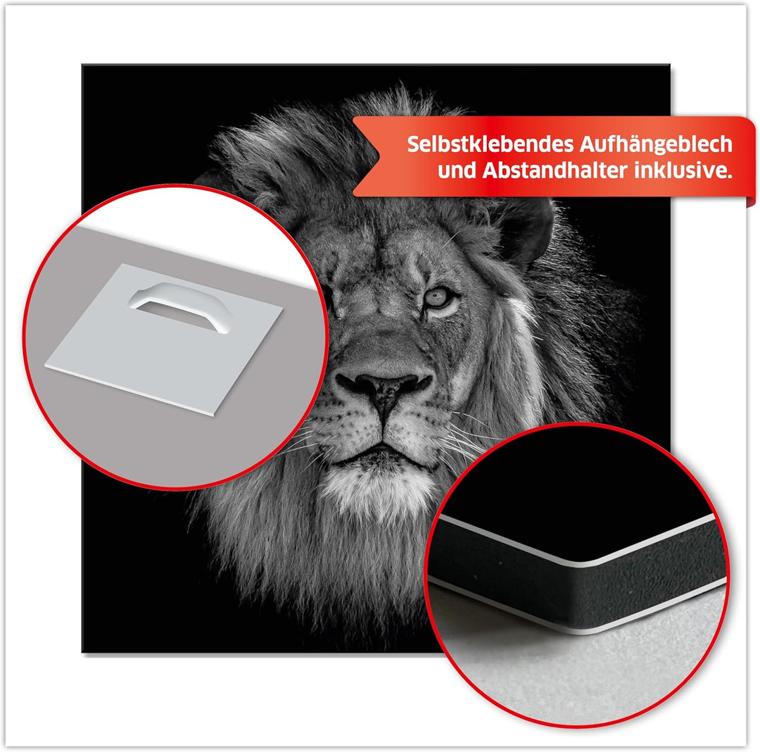 Primus Print - Wandbild Glasbild - Acrylglas Aludibond (Aluminium, Löwe 59,4x59,4 cm /A1 quadrat) Al