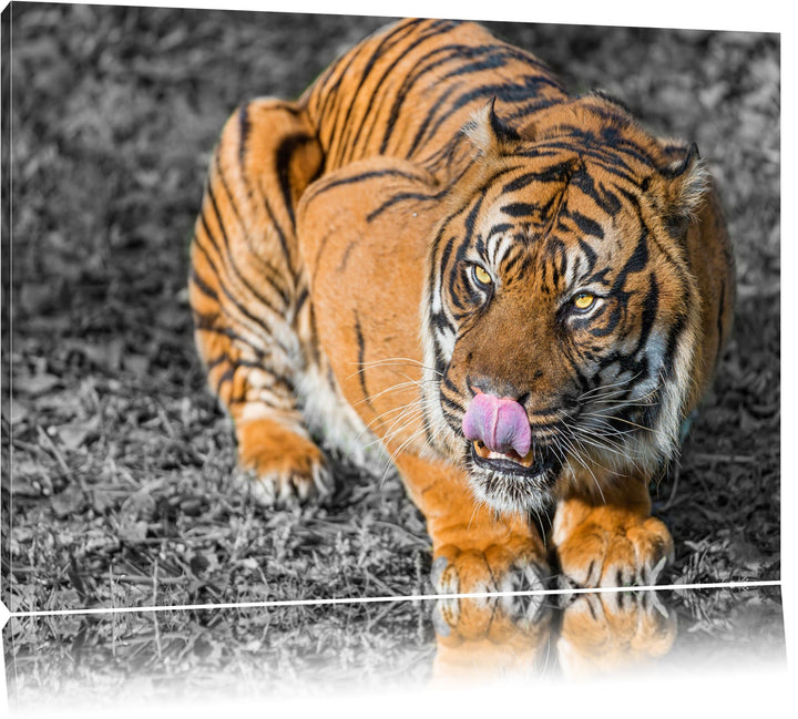 Pixxprint grosser Tiger schwarz/weiss auf Leinwand, XXL riesige Bilder fertig gerahmt mit Keilrahmen