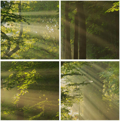 Bilder auf Leinwand 100x70cm Leinwandbild mit Rahmen Wald Baum Natur Gross Wanddeko Bild Schlafzimme