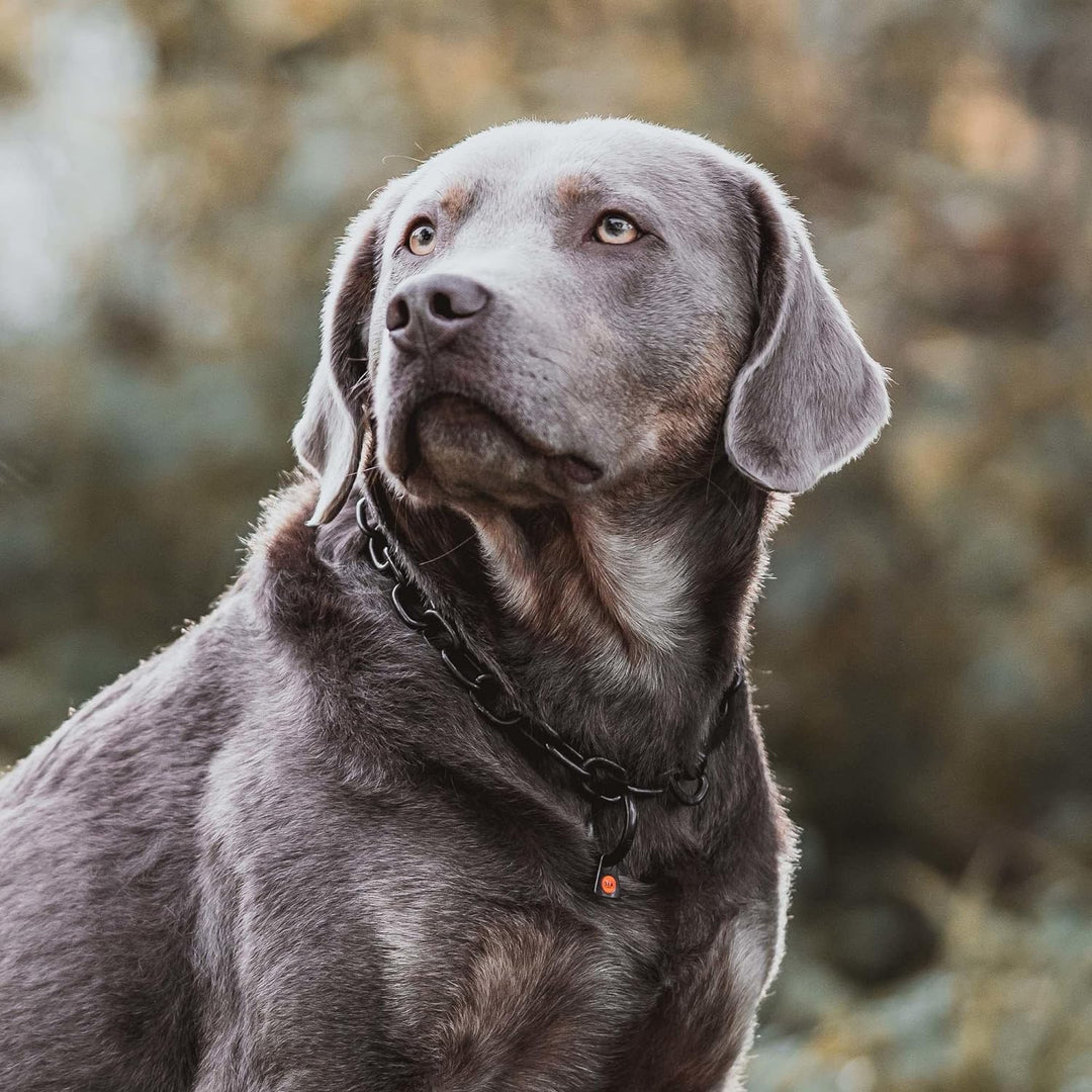 Sprenger Hundehalskette mit Sprenger Haken aus Edelstahl rostfrei 4 mm I Grösse individuell einstell