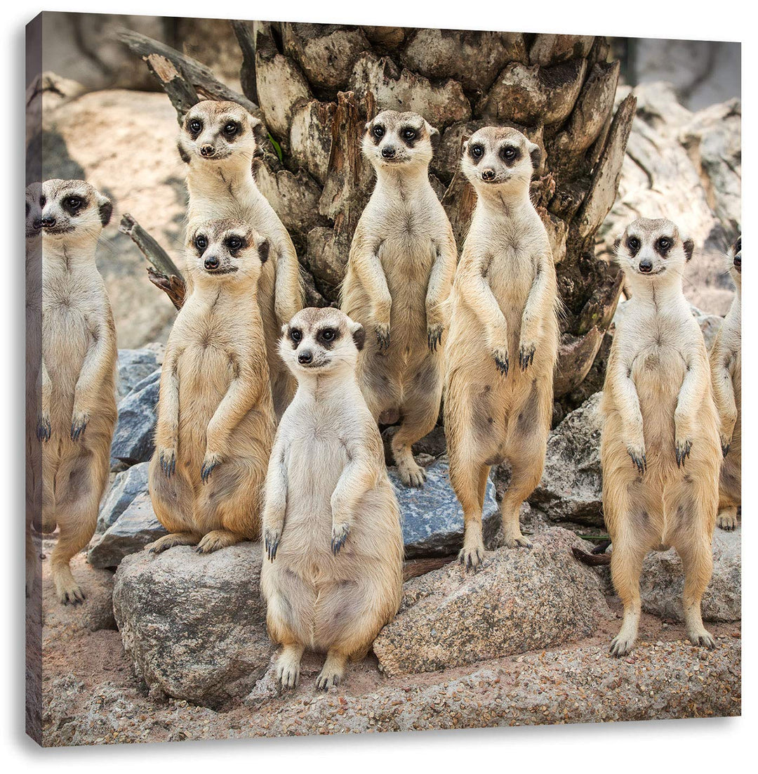 Lustige Erdmännchen, Format: 70x70 auf Leinwand, XXL riesige Bilder fertig gerahmt mit Keilrahmen, K