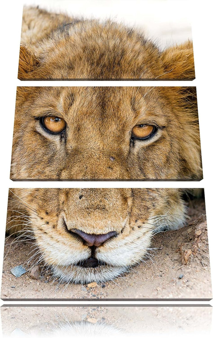 Pixxprint wachsame Löwin 3-Teiler Leinwandbild 120x80 Bild auf Leinwand